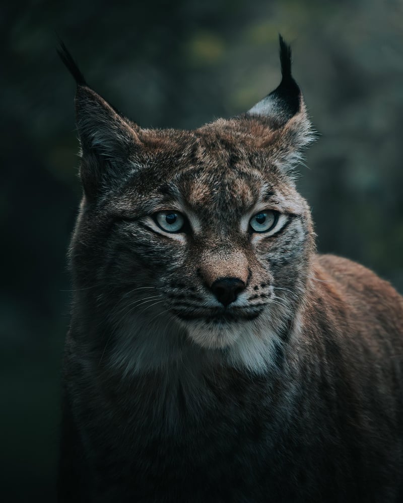 Forest Photography