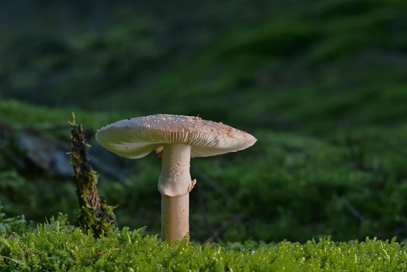 Woodland Forest