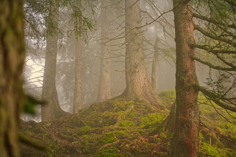 Woodland Decor